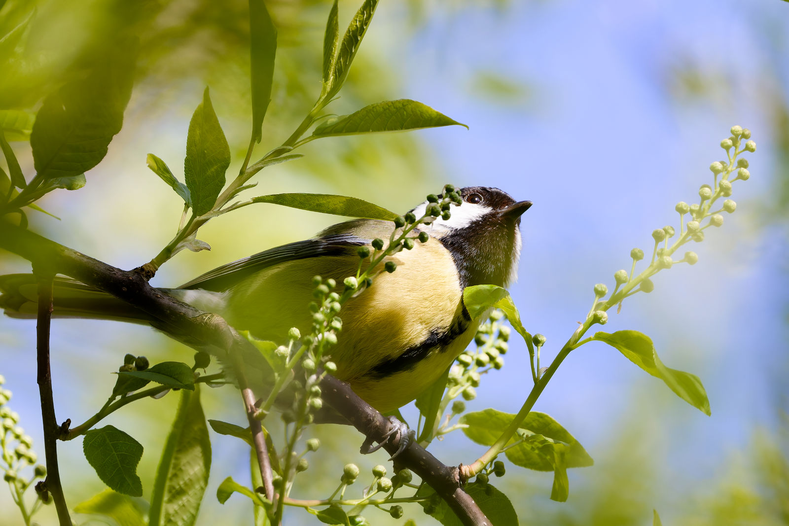 Kohlmeise zwischen grünen Zweigen im Baum