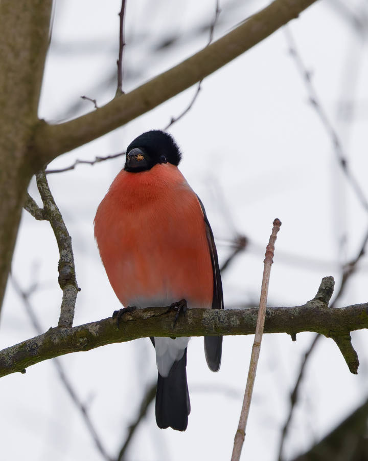 Gimpel auf einem Zweig im Winter, aussehnd wie Elvis