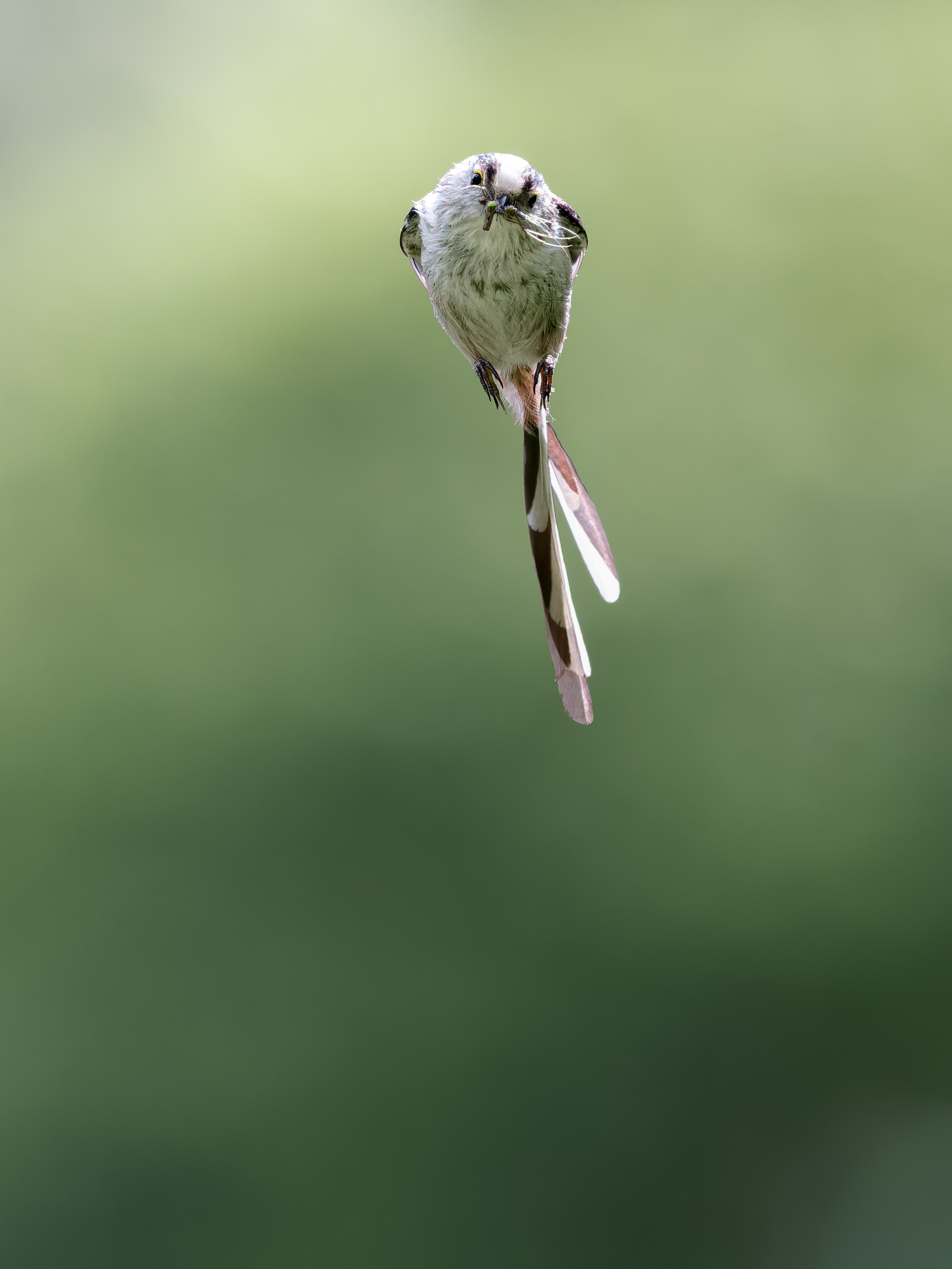 Schwanzmeise im Flug frontal in Kamera schauend