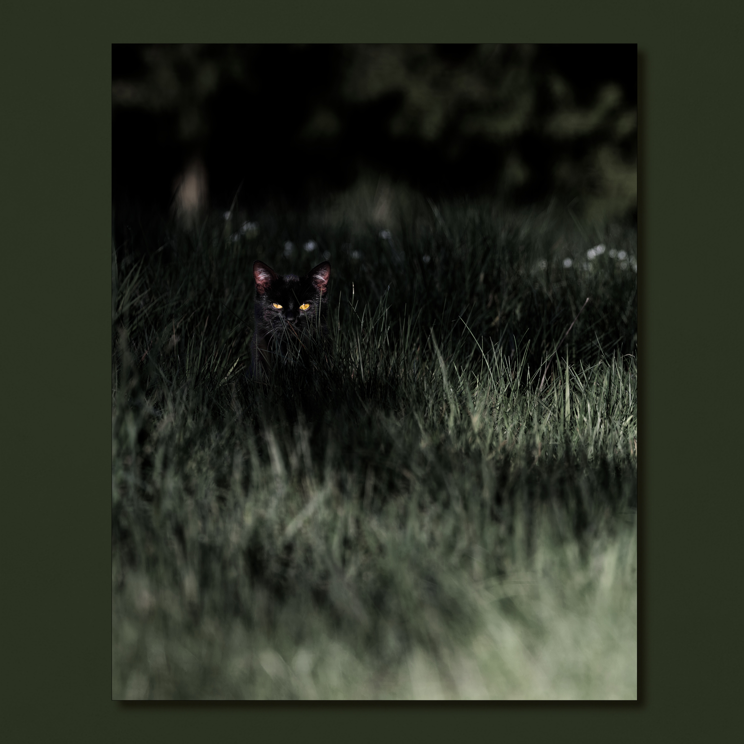 Poster-Beispiel schwarze Katze