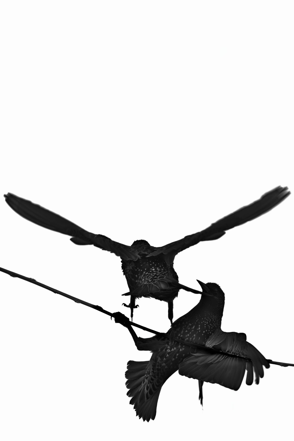 Silhouette zweier Stare auf einem Ast. Schwarz vor grauem Hintergrund