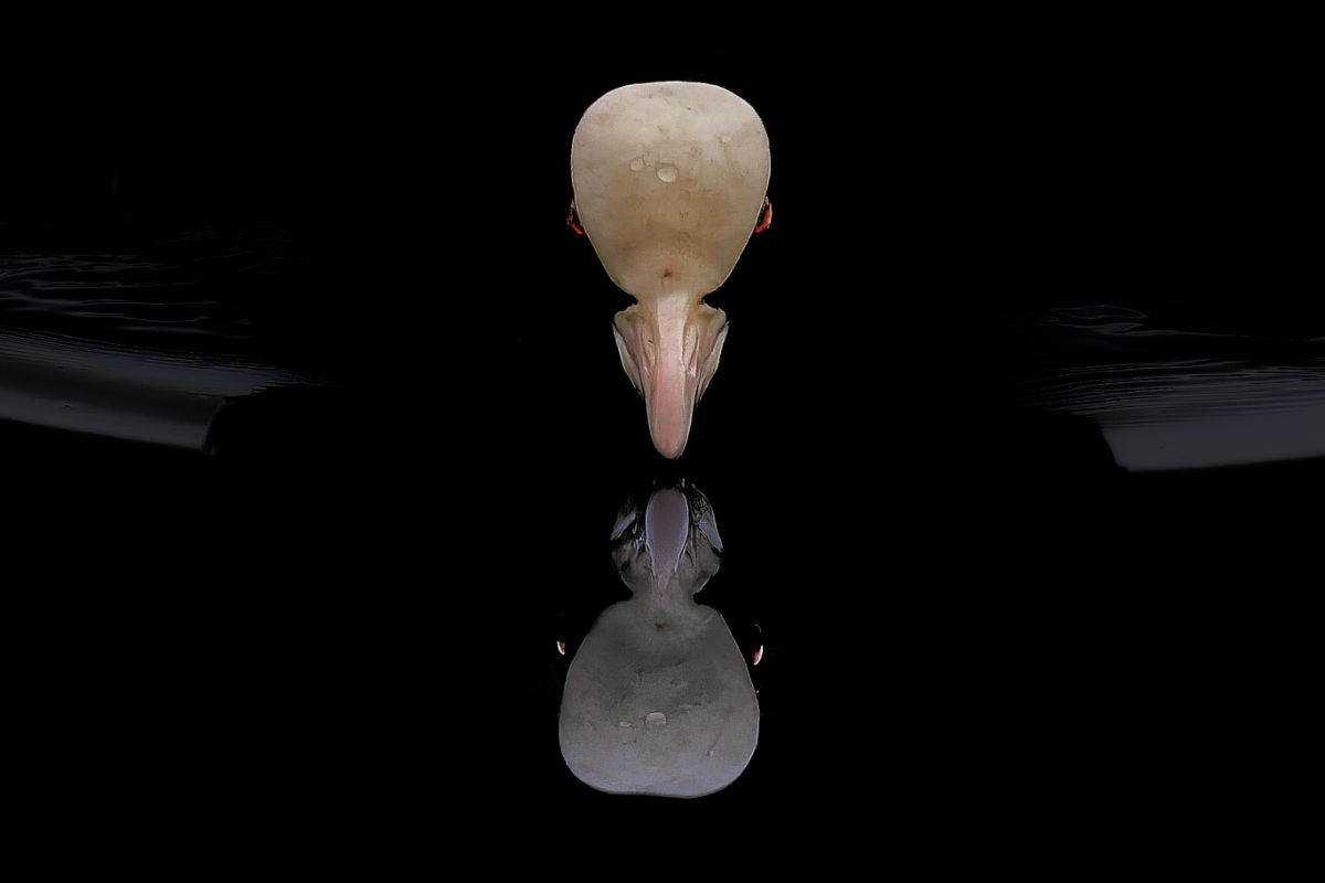 Blässhuhn auf dunklem Wasser mit Spiegelung