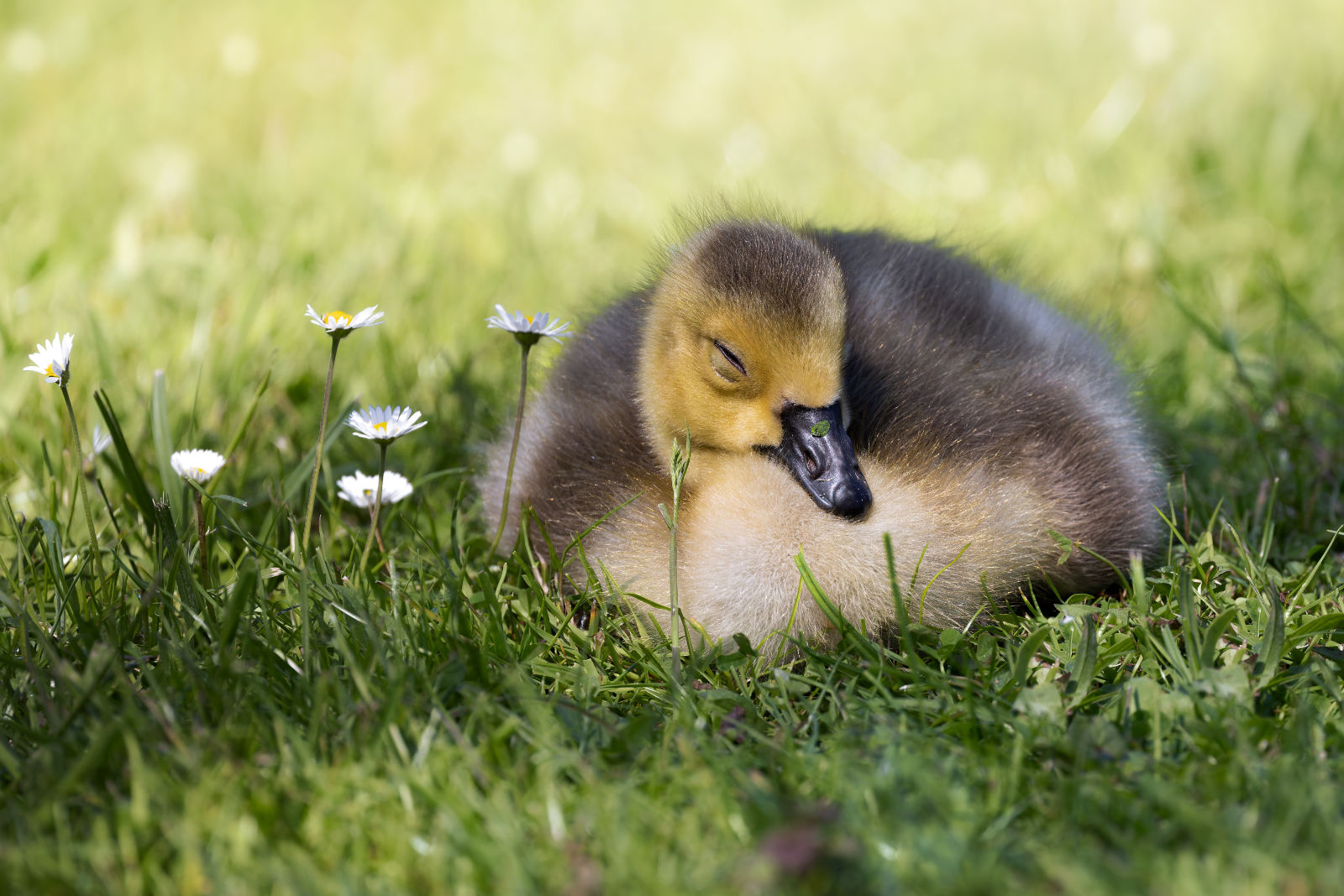 Gänseküken schläft auf der Wiese
