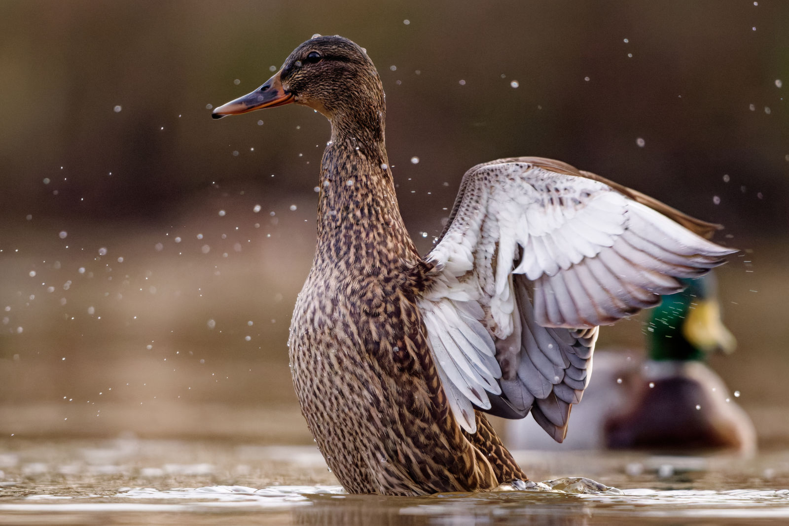 Ente breitet die Flügel auf dem Wasser aus