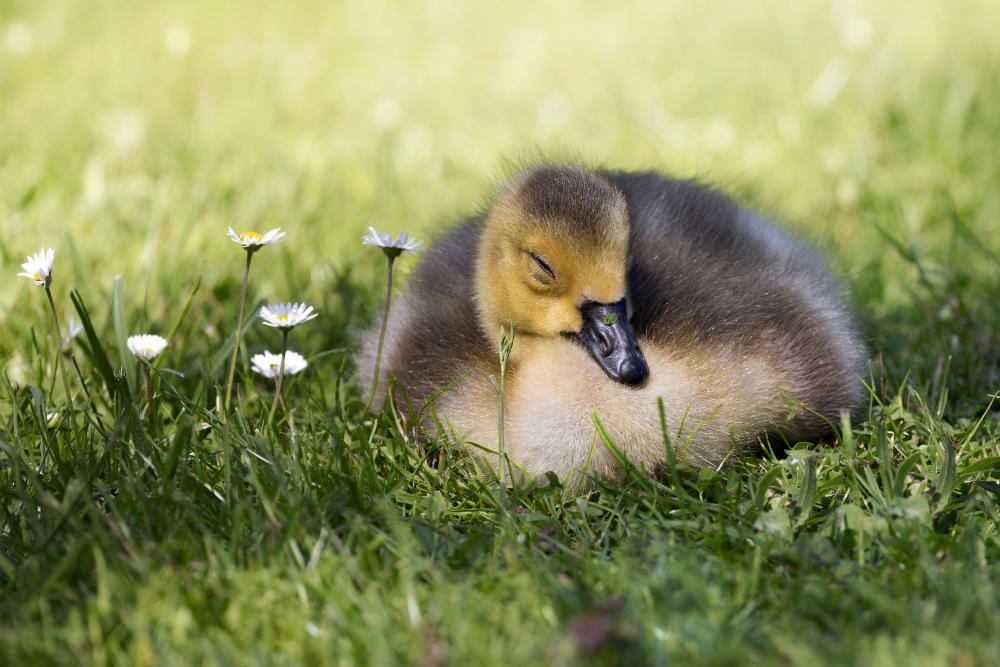 schlafendes Gänseküken neben Gänseblümchen