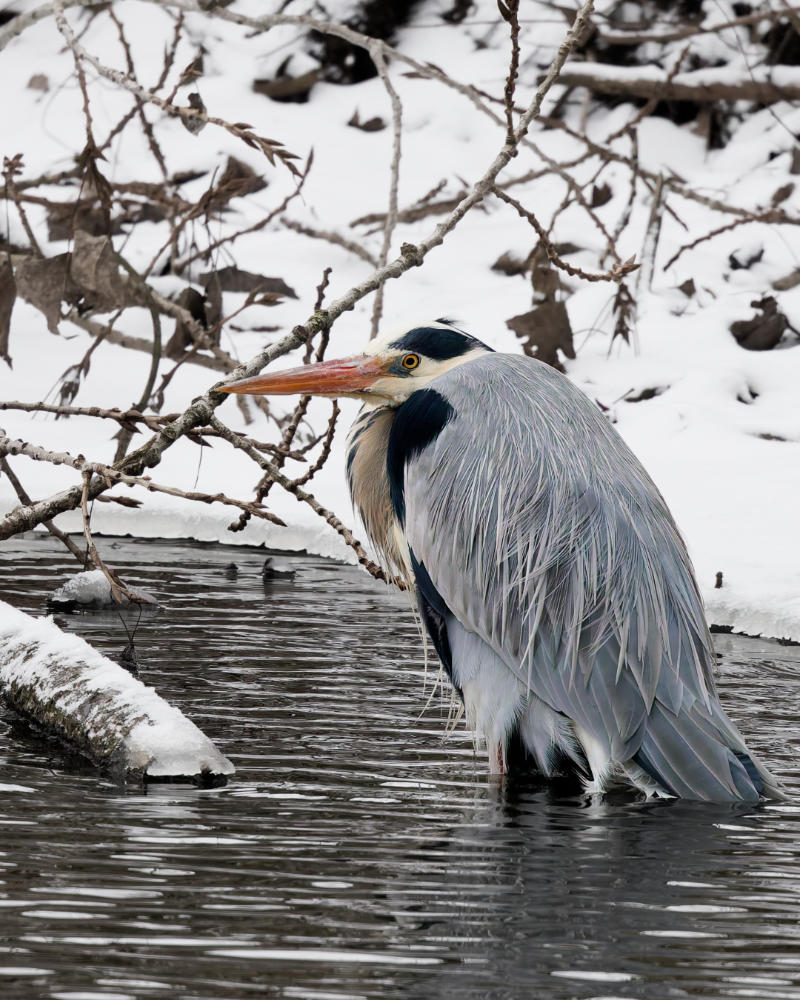 Reiher im Winter im Wasser stehend
