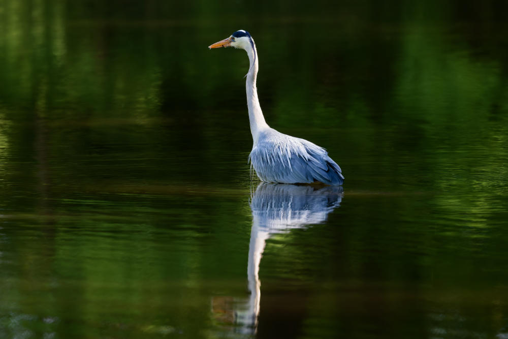 Reiher im Wasser stehend mit Grünschimmer