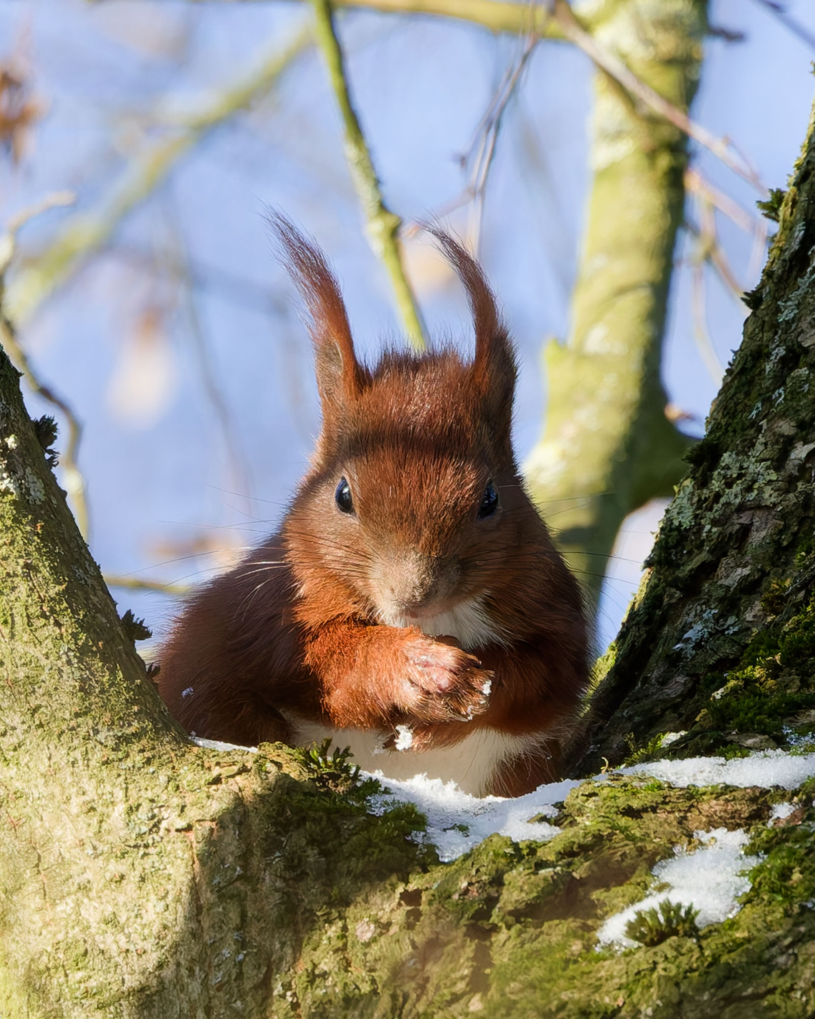 Eichhörnchen schaut frontal in die Kamera