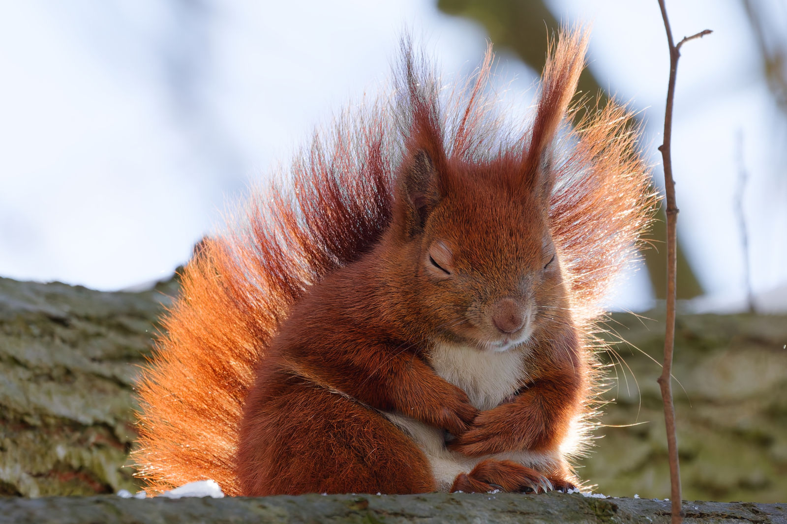 Eichhörnchen sitzt müde und entspannt auf einem Ast